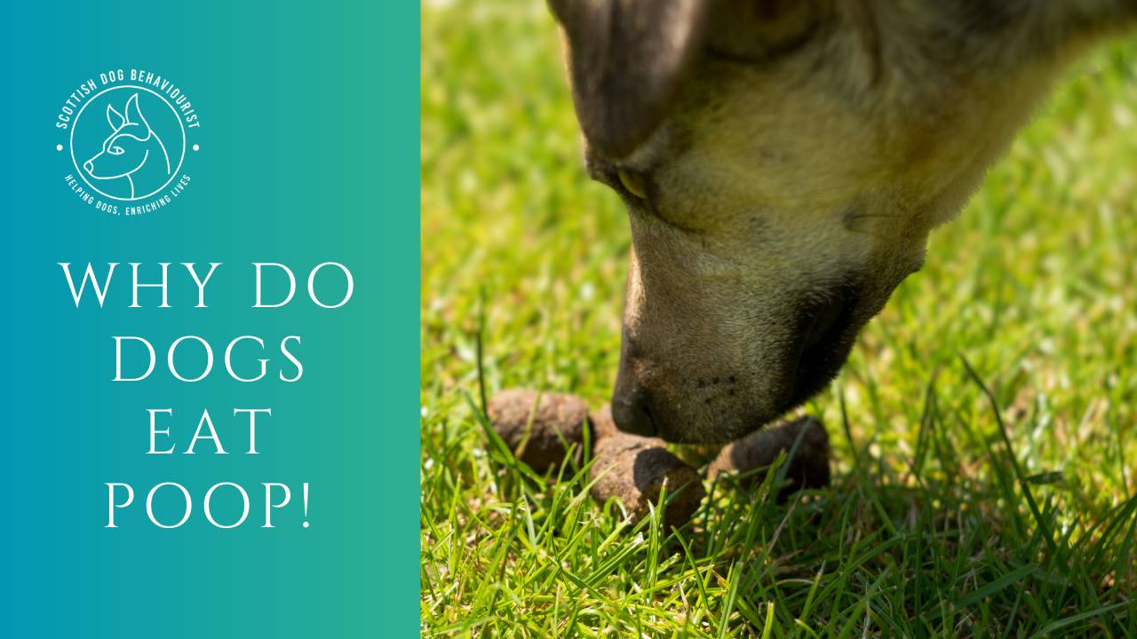 Why do dogs eat their own poop?