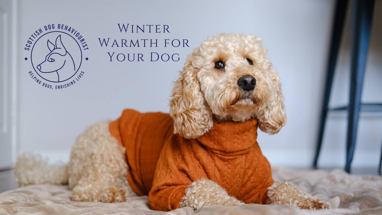 Winter Warmth for Your Dog