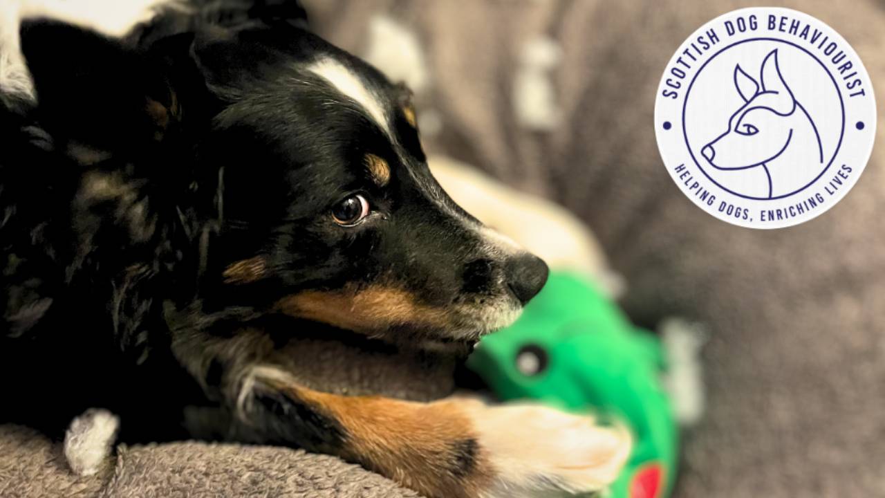 Why do dogs destroy their toys?