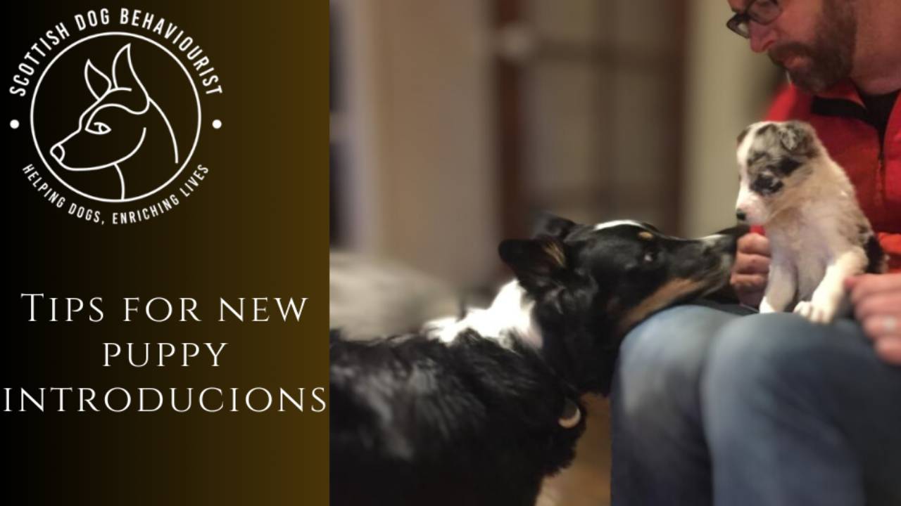 How Do You Introduce a New Puppy to your Dog