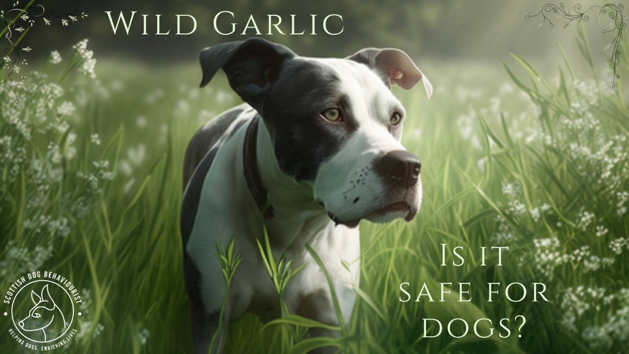 The Dangers of Wild Garlic for Dogs