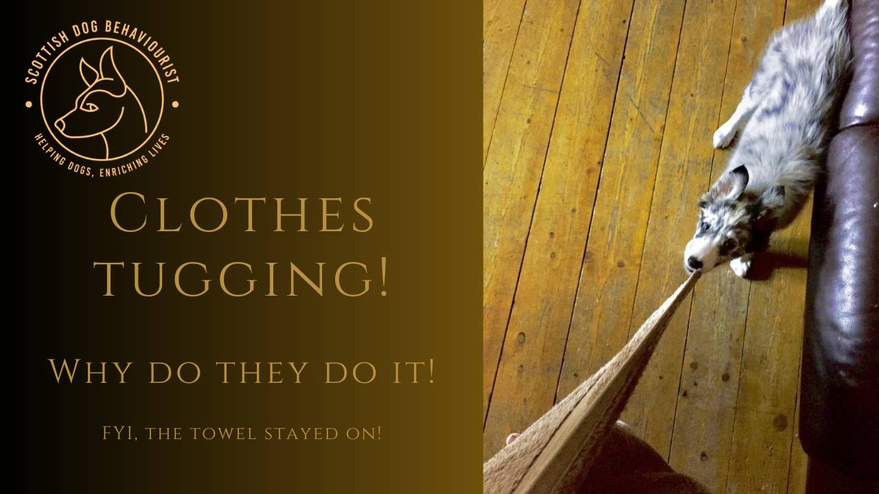 Why do dogs tug on our clothes?