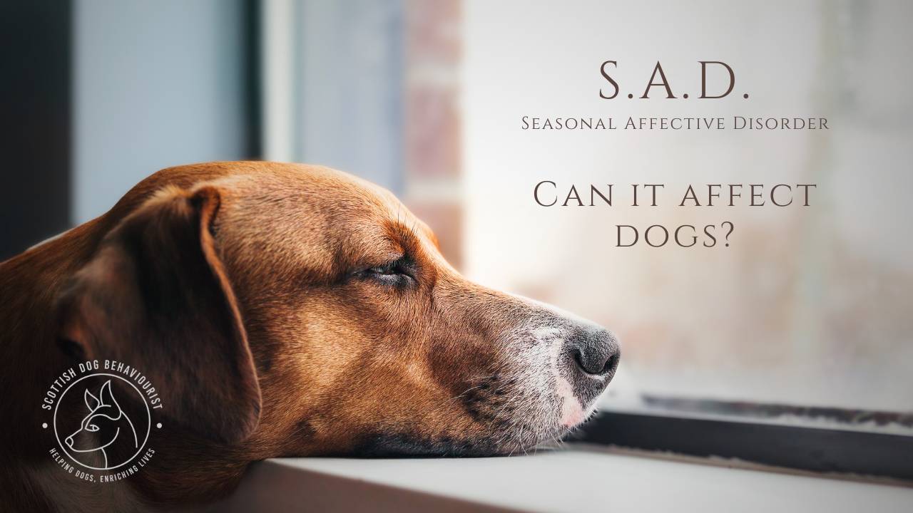 can dogs have seasonal depression