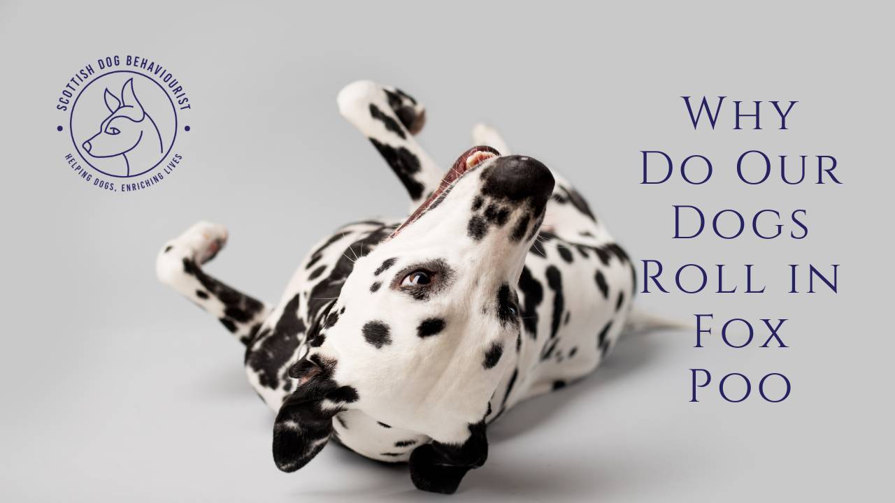 Why do dogs roll in fox poo