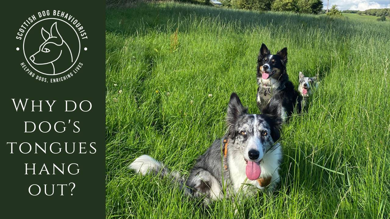 Why do Dogs Tongues Hang Out?