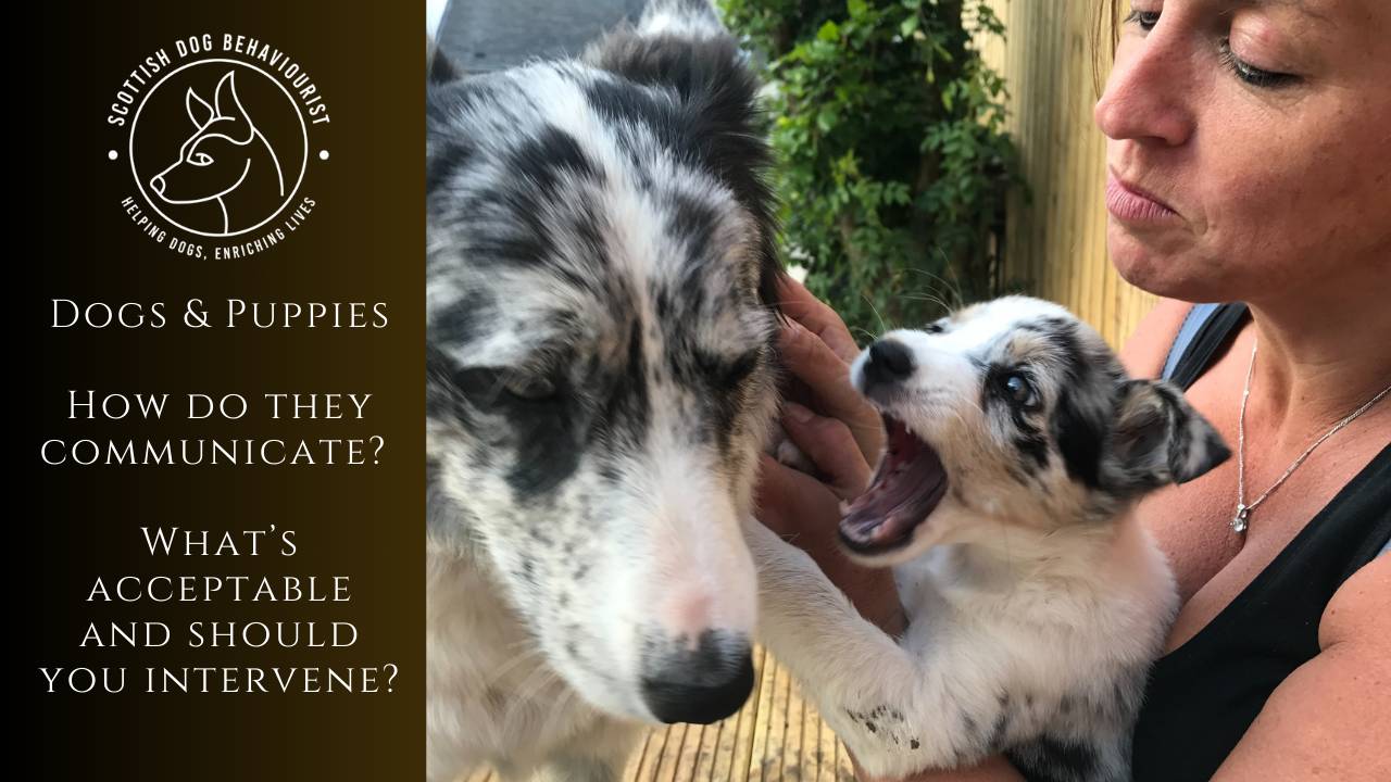 Communication Between Dogs And Puppies – PKYGD