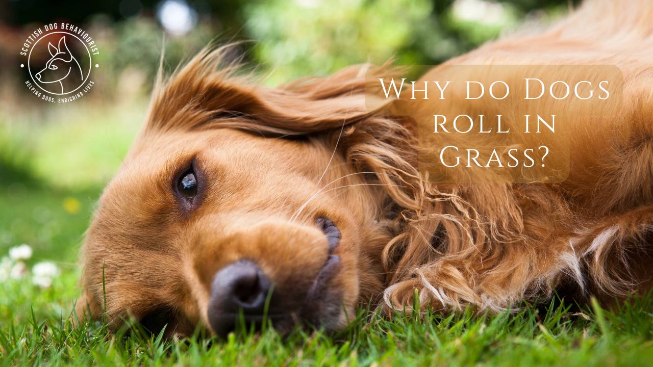 Why DO Dogs roll in Grass?