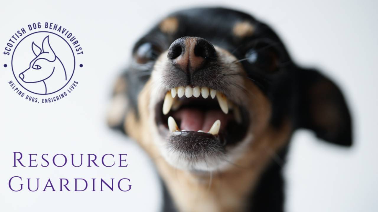 Resource Guarding in Dogs