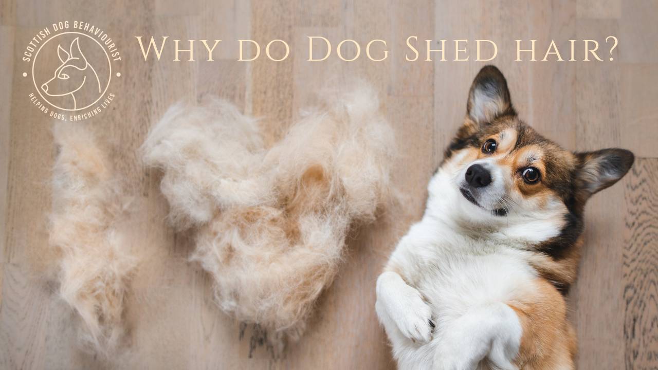Why Do Dogs Shed?