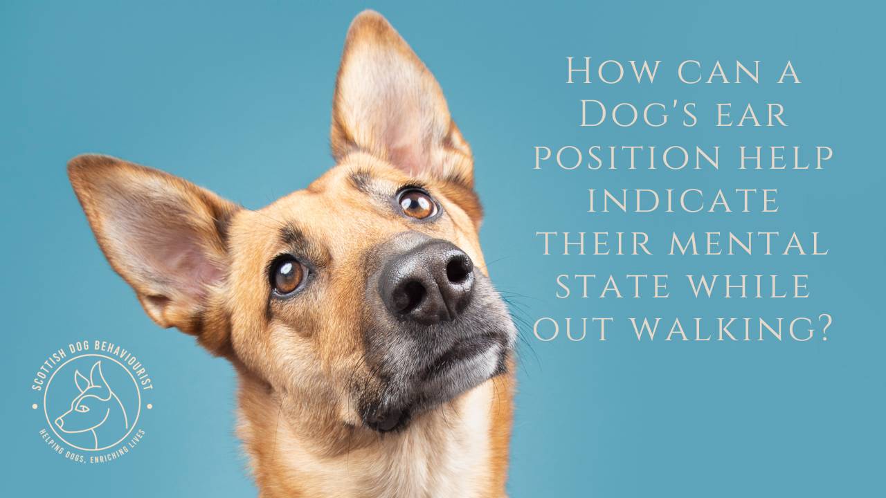 How does a Dog's ear position help indicate their mental state?