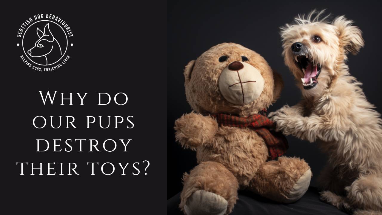Why do pups destroy their toys?