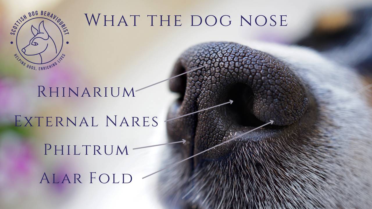 What the dog nose