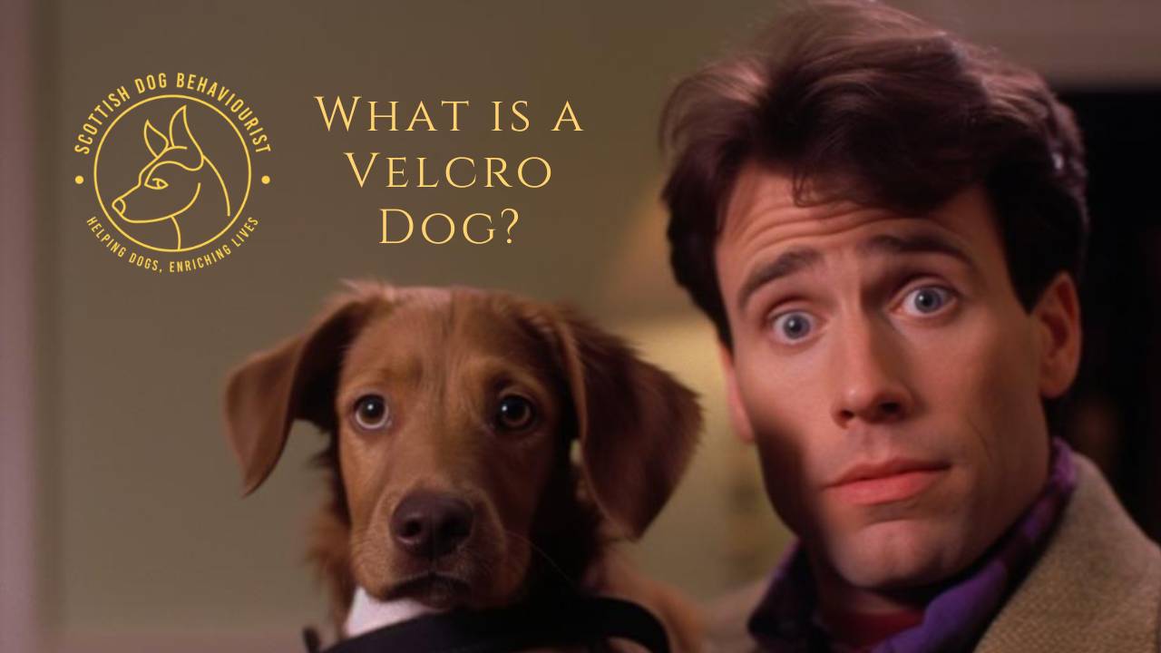 What Is A Velcro Dog?