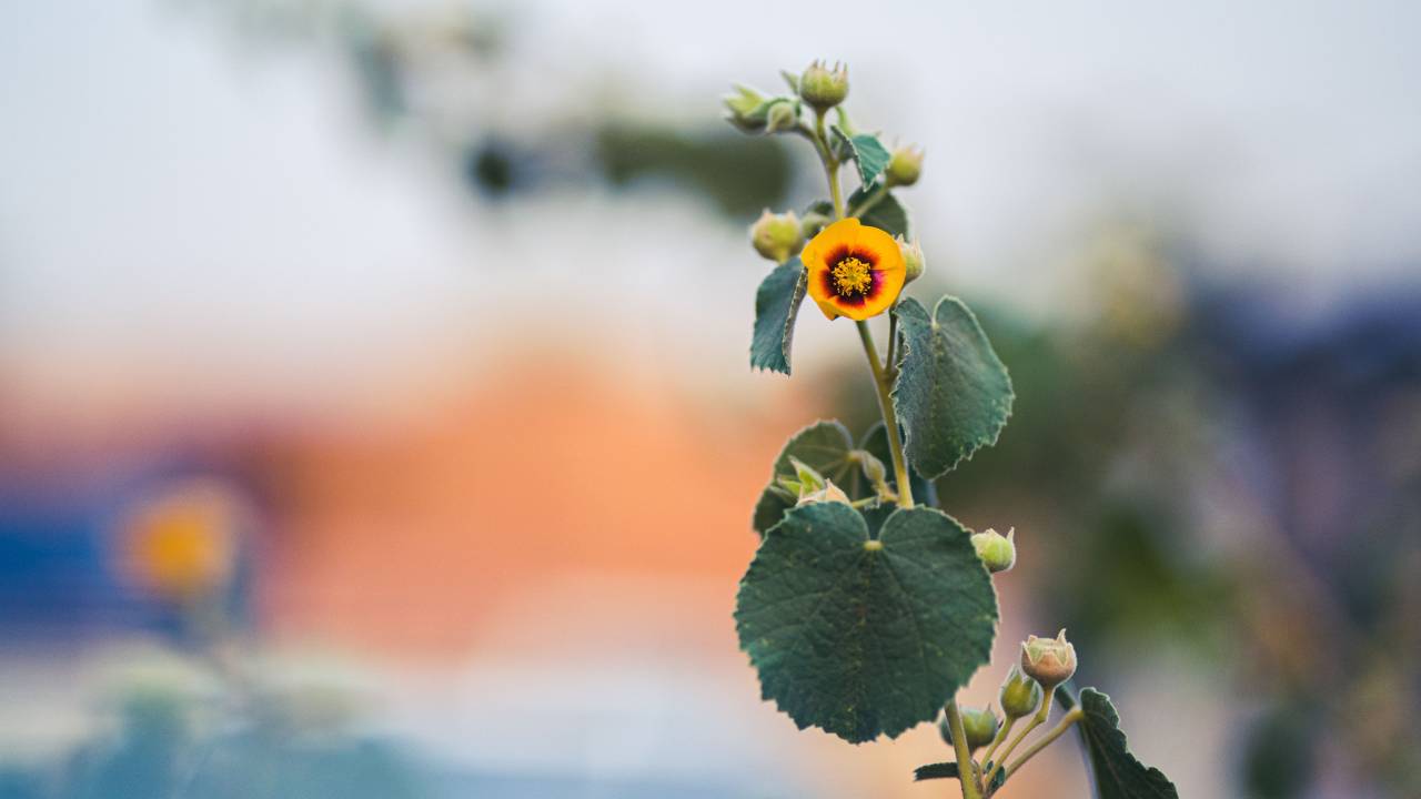 Exploring the Therapeutic Role of Coach-Guided ... - PubMed