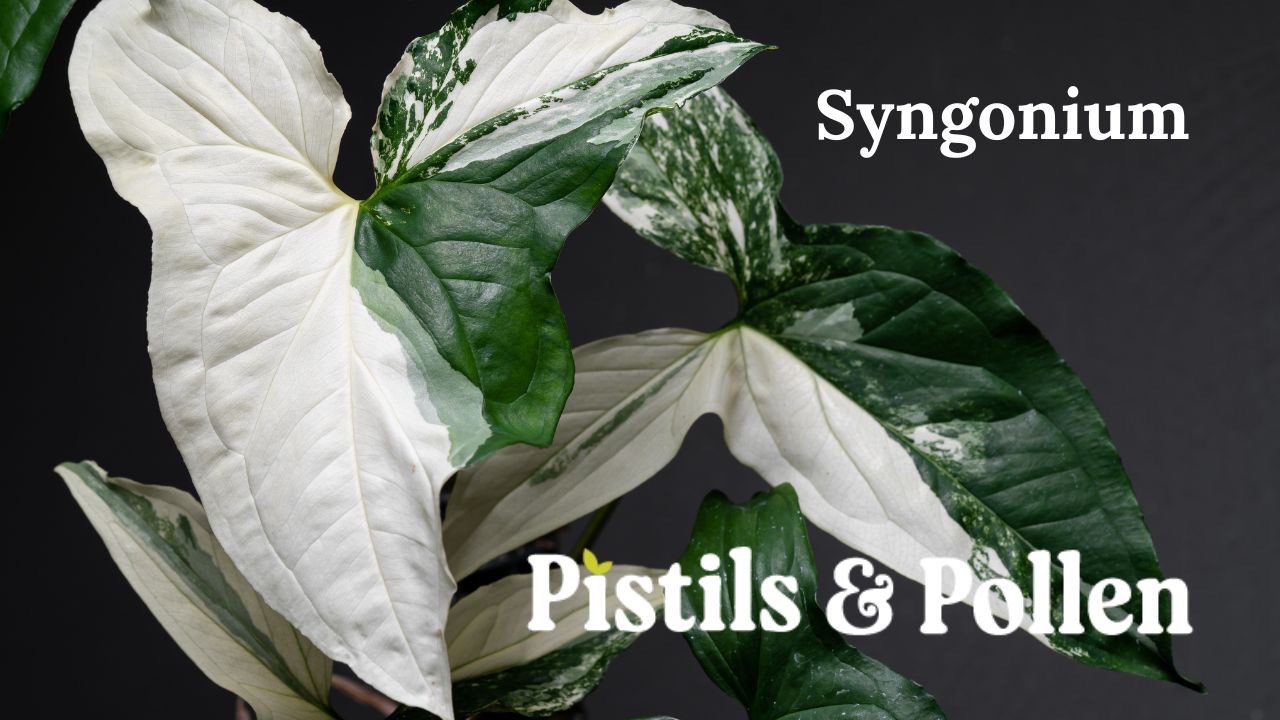 How to Grow and Care for Syngonium Arrowhead Plants