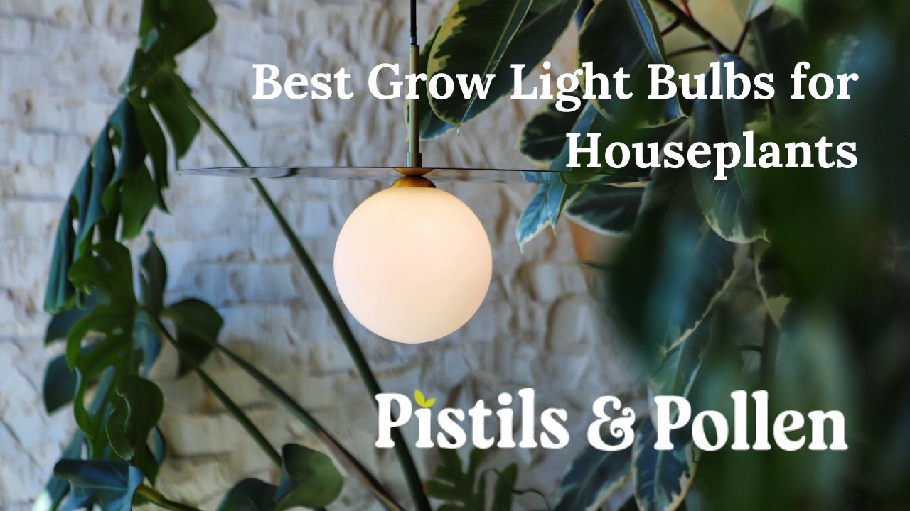 Top Grow Light Bulbs for Thriving Houseplants
