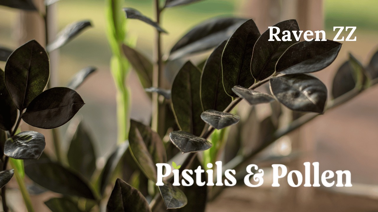 How to Grow and Care for Raven ZZ Plants