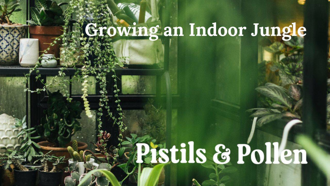 Indoor Jungle: Top 5 Plants for a Thriving Indoor Oasis