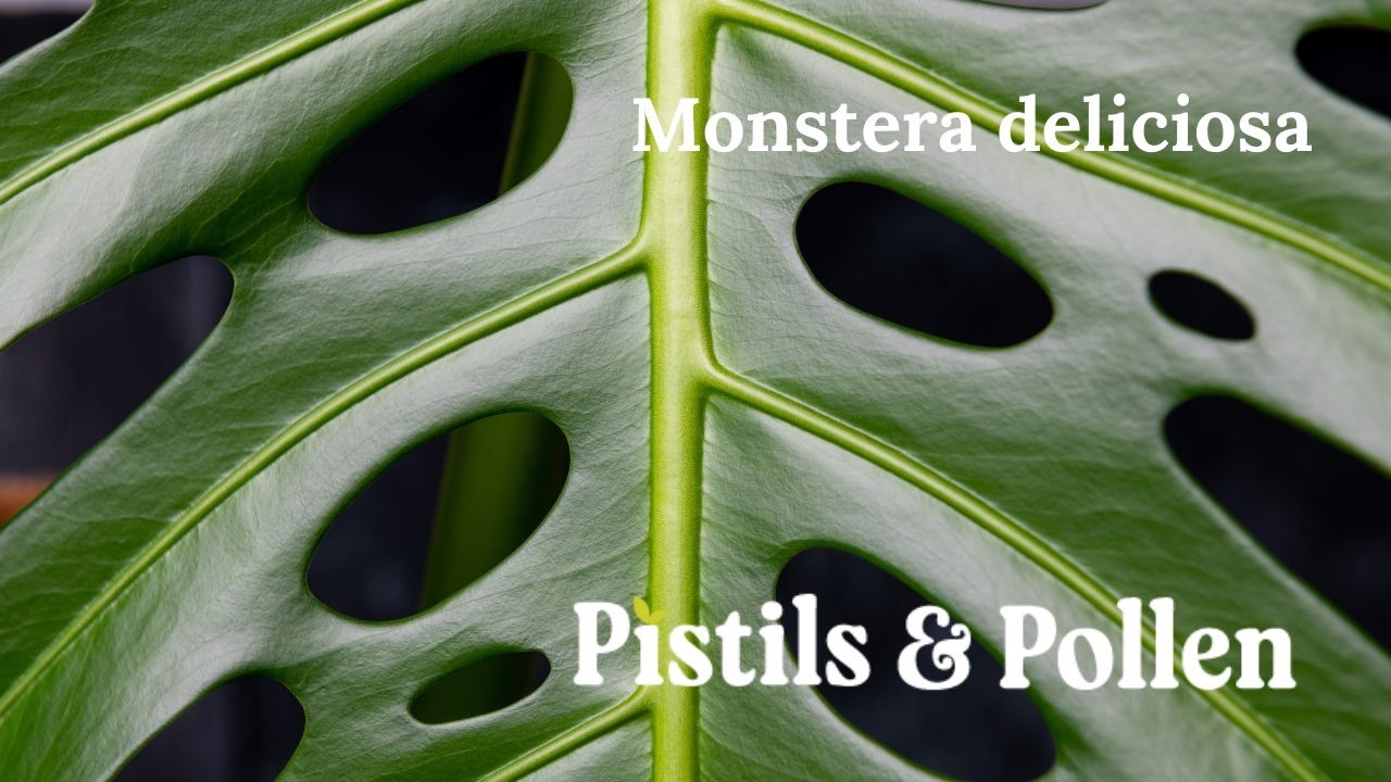 A Guide to Growing and Caring for Monstera deliciosa