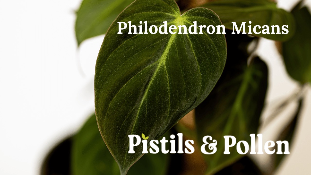How to Grow and Care for Philodendron micans