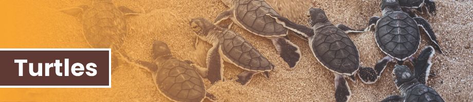 Turtles
