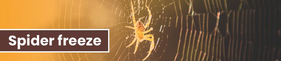 The spider freeze