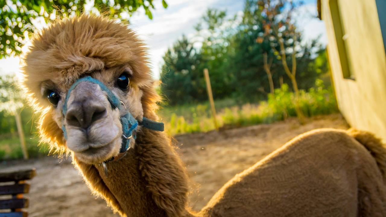 Ballycastle Campsite And Alpaca Experience