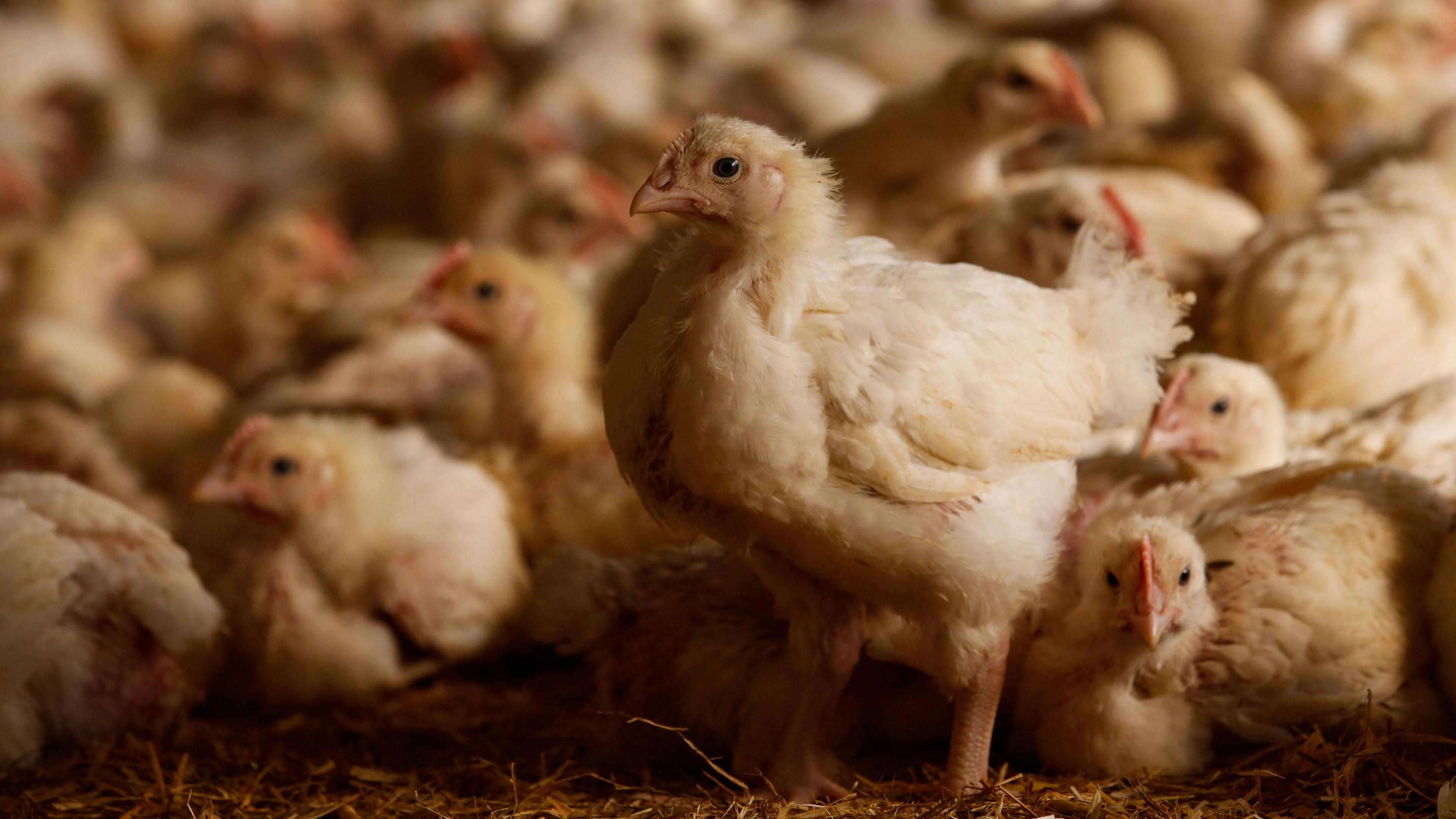 broiler poultry shed garvagh