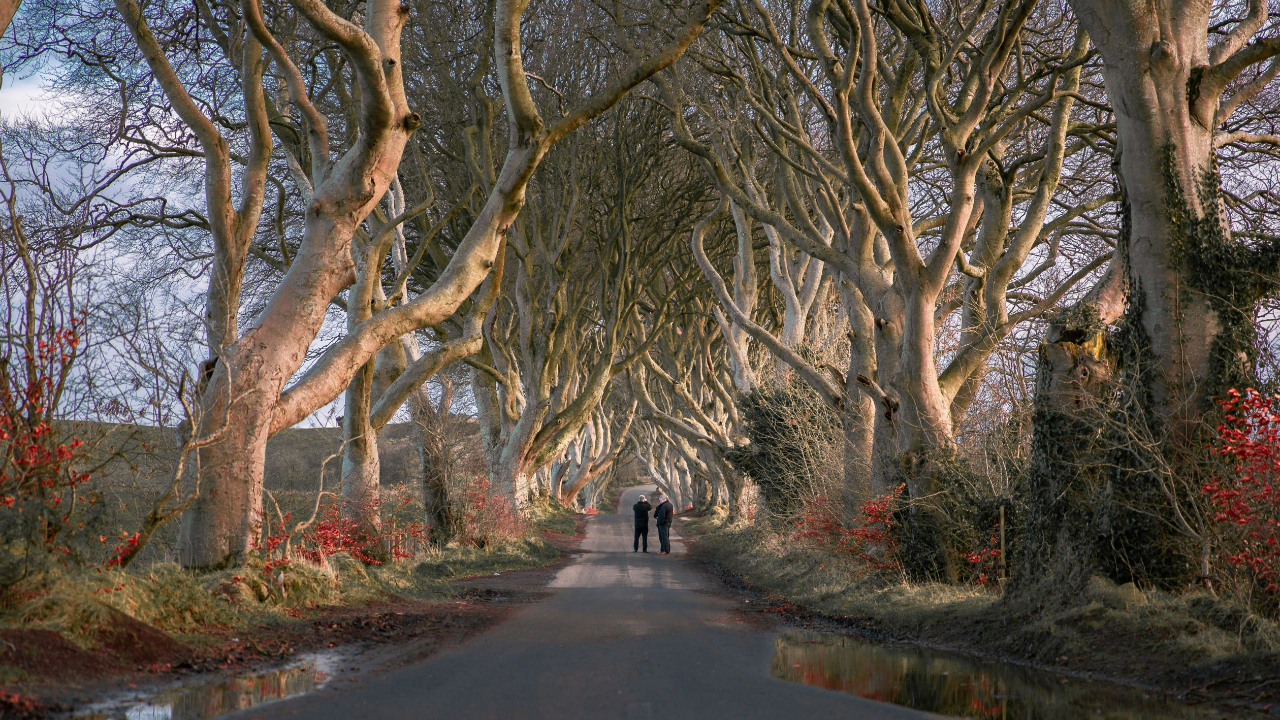 The Dark Hedges