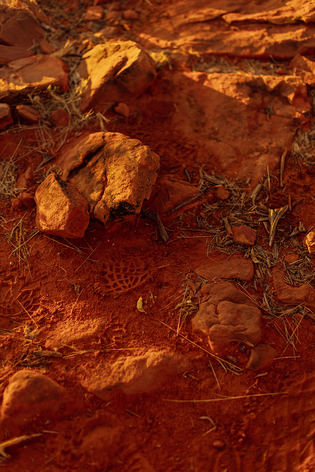 Running on Empty: Iron, Ferritin and the Fatigue That Does Not Budge
