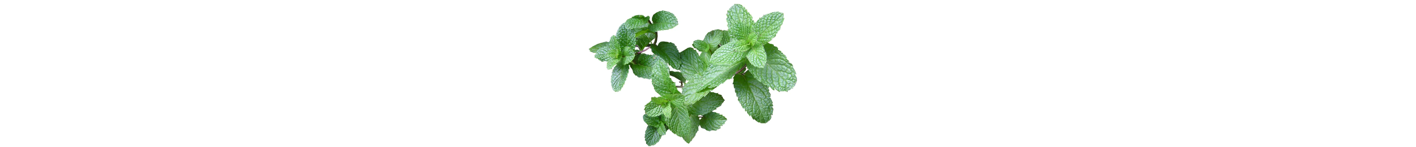 decorative image of mint leaves