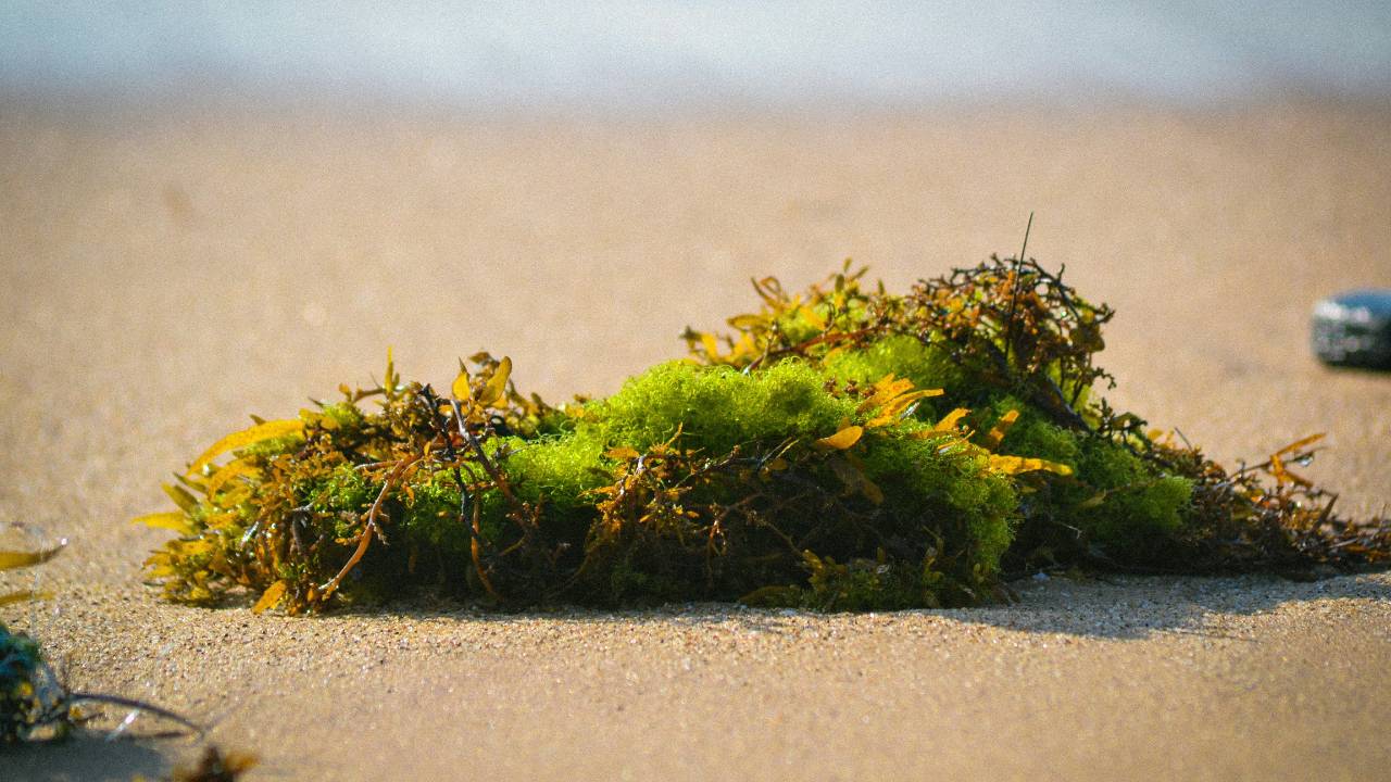 sea moss