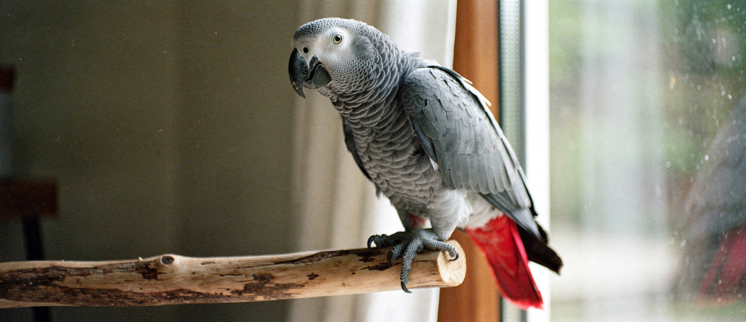 Parrot sitting on an owner hand with beak slightly open in a warning posture