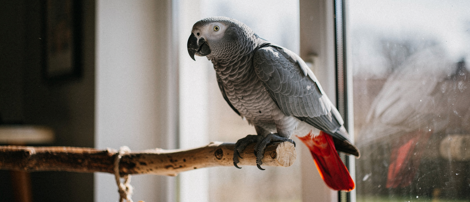 Parrot on a perch beside a bright sunny window with spring light streaming in