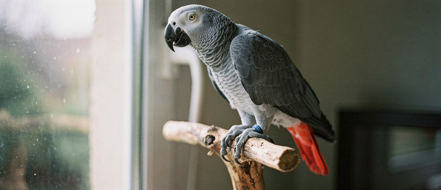 African Grey parrot during training session, perched on hand with focused expression