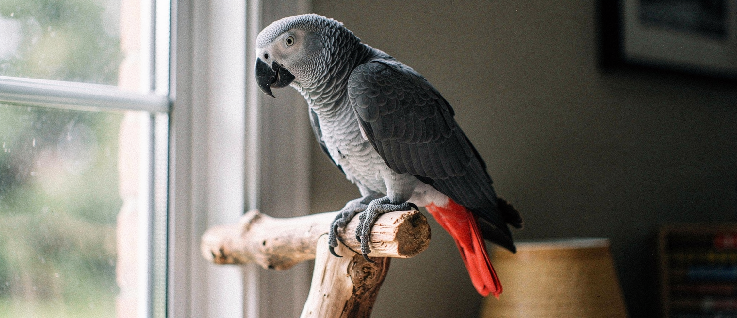 Close-up of parrot feet being carefully trimmed with small grooming clippers