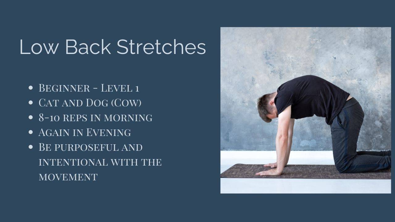 Neck Exercises For Disc Degenerative Disease In Dogs And Cats ...