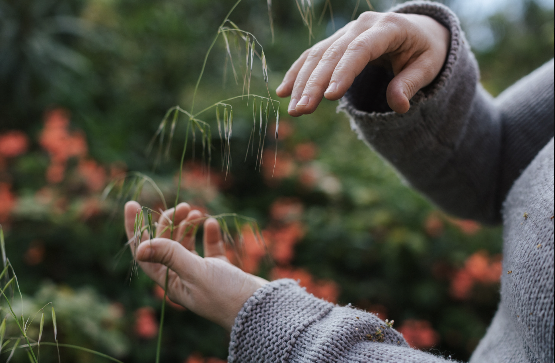 Hands among grasses