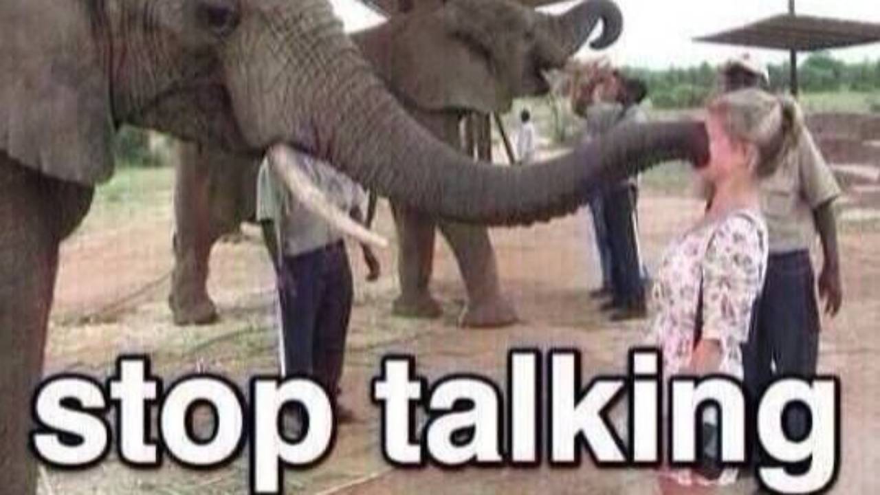 elephant
