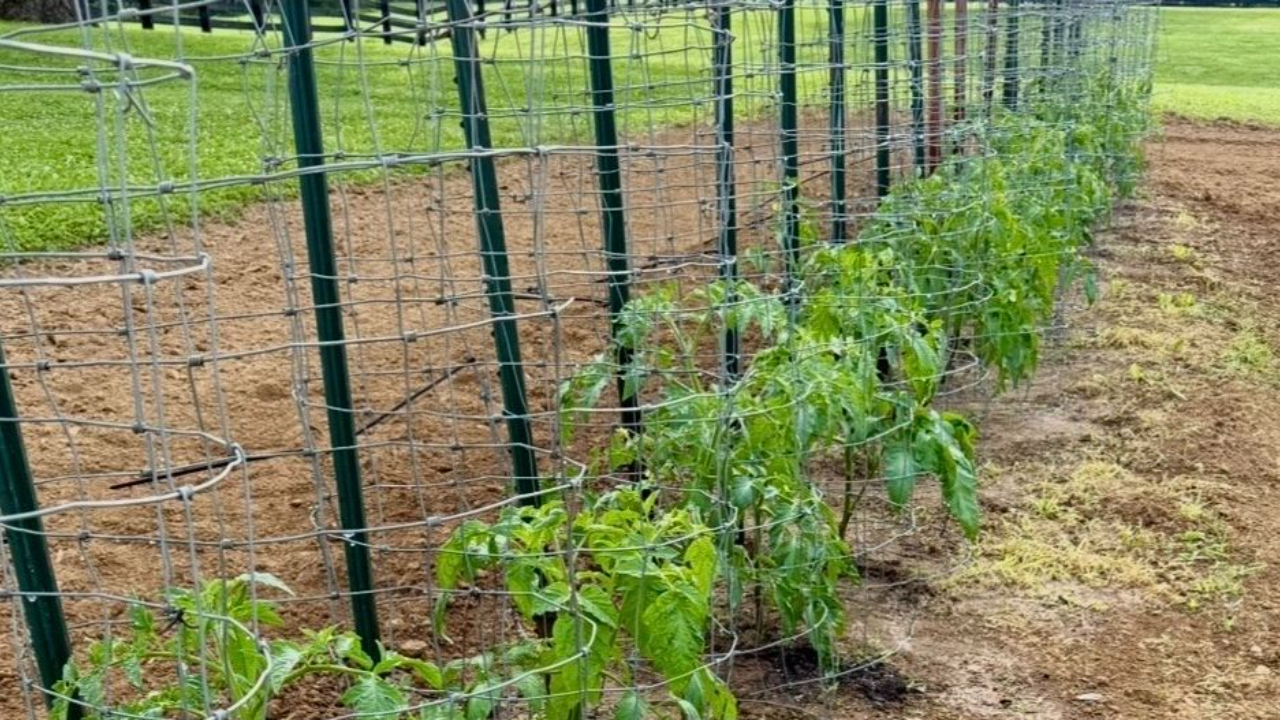 tomato plants in garden