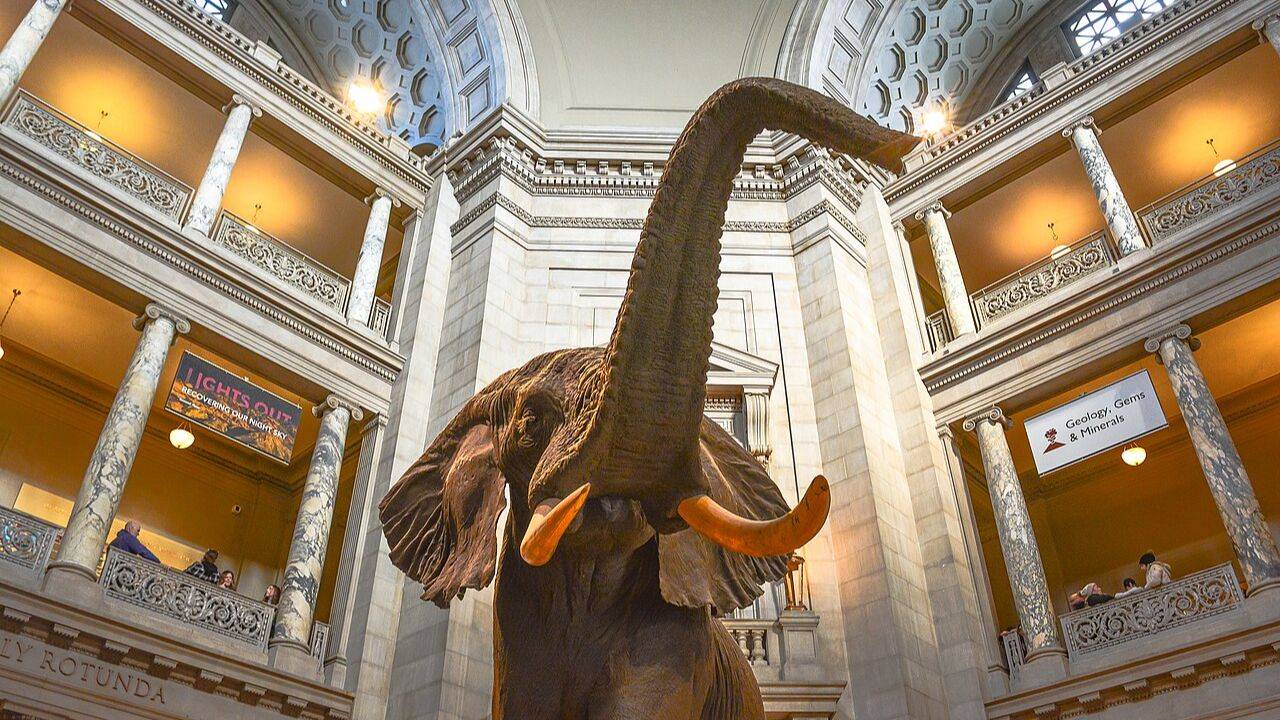 A large African bush elephant raises its trunk beneath the domed Rotunda of the Smithsonian National Museum of Natural History.