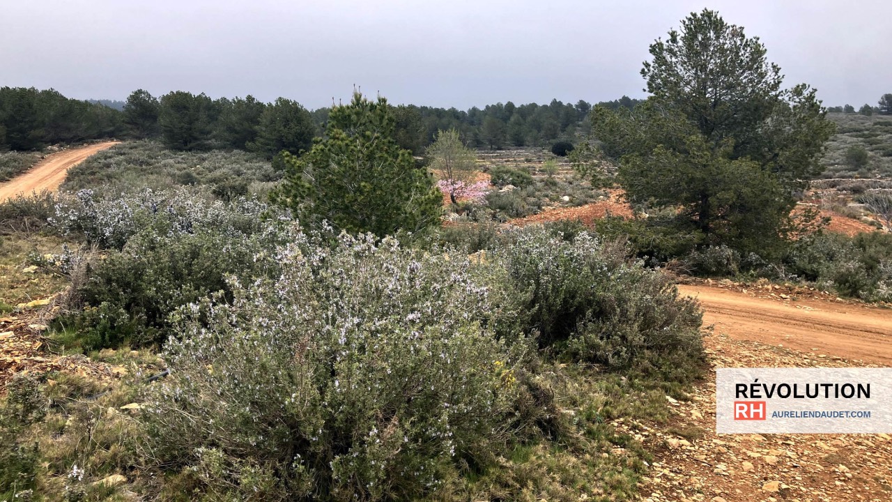 « J’ai essayé de t’appeler