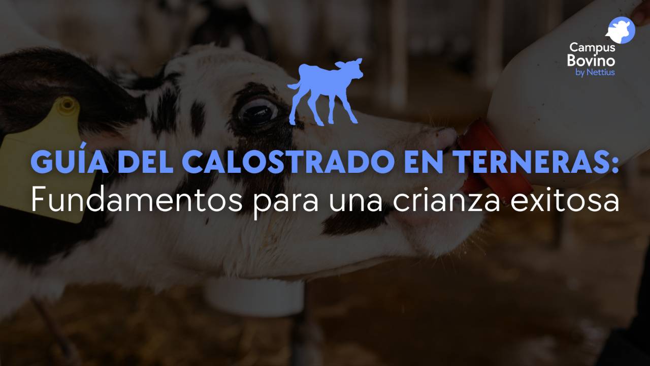 Cabestro Ajustable Para Terneros Y Ganado – Nylon Resistente, Para Manejo, Adiestramiento Y Exhibición