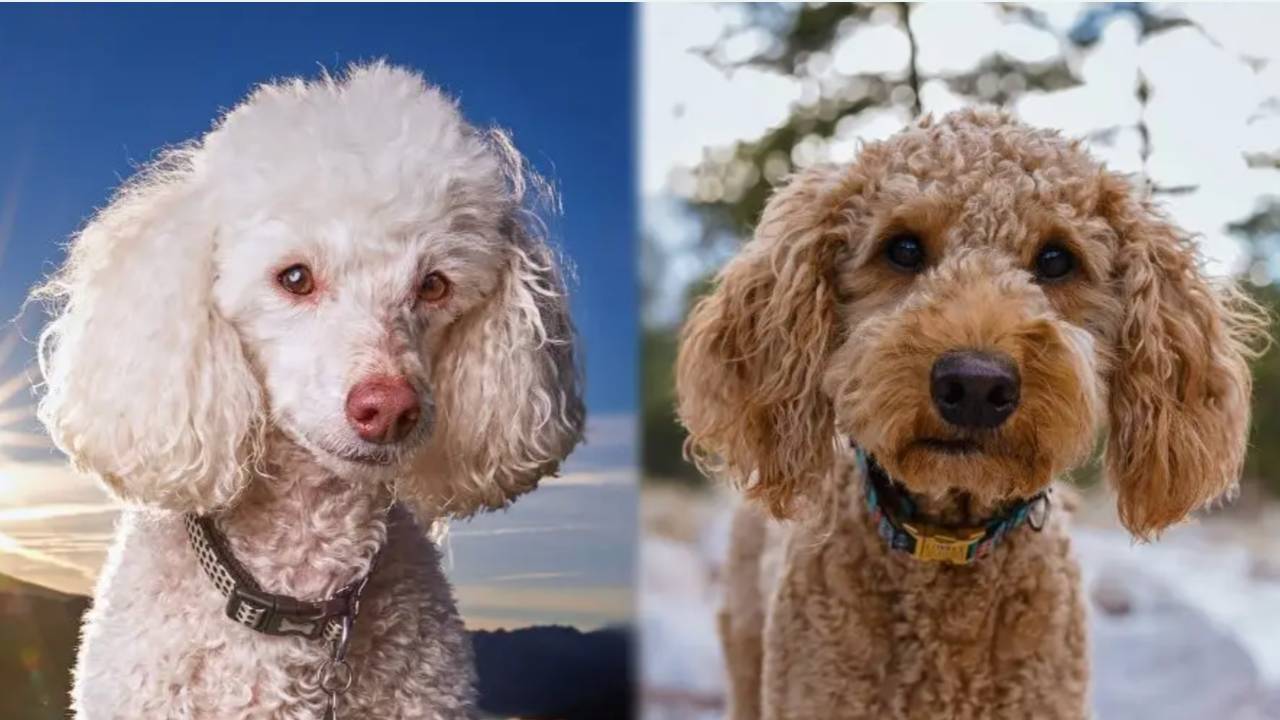 Why Are Poodles More Expensive Than Doodles?