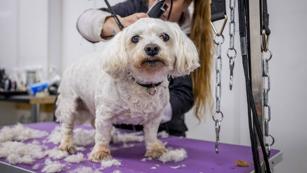 Picture of Pet Grooming, Pet Food and Products | Woof Gang Bakery & Grooming