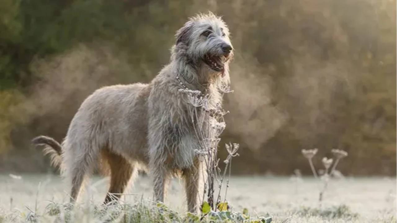 How to Groom an Irish Wolfhound