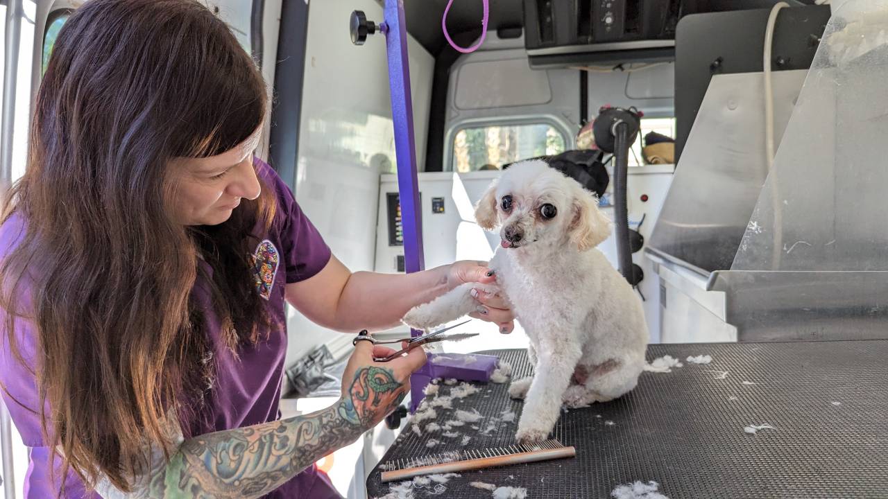 Good Dog Groomers Near Me