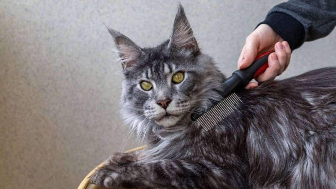 How to Groom a Cat