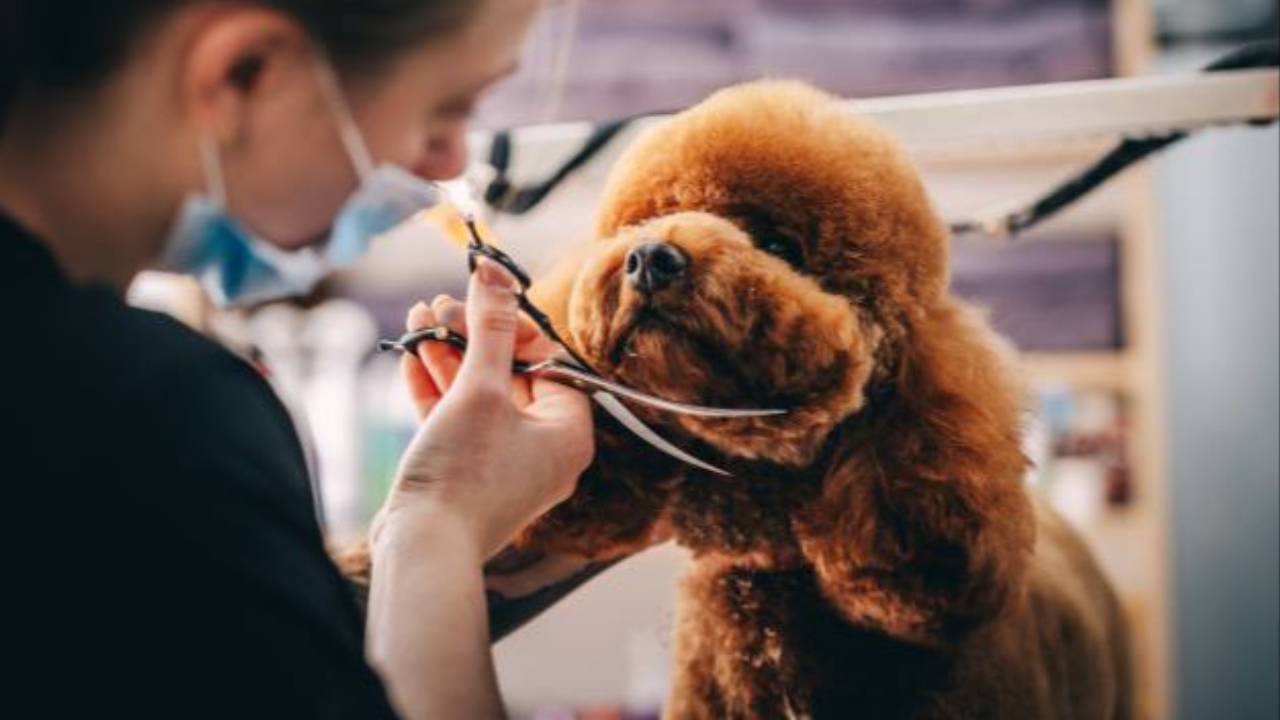 Classes to Learn Dog Grooming