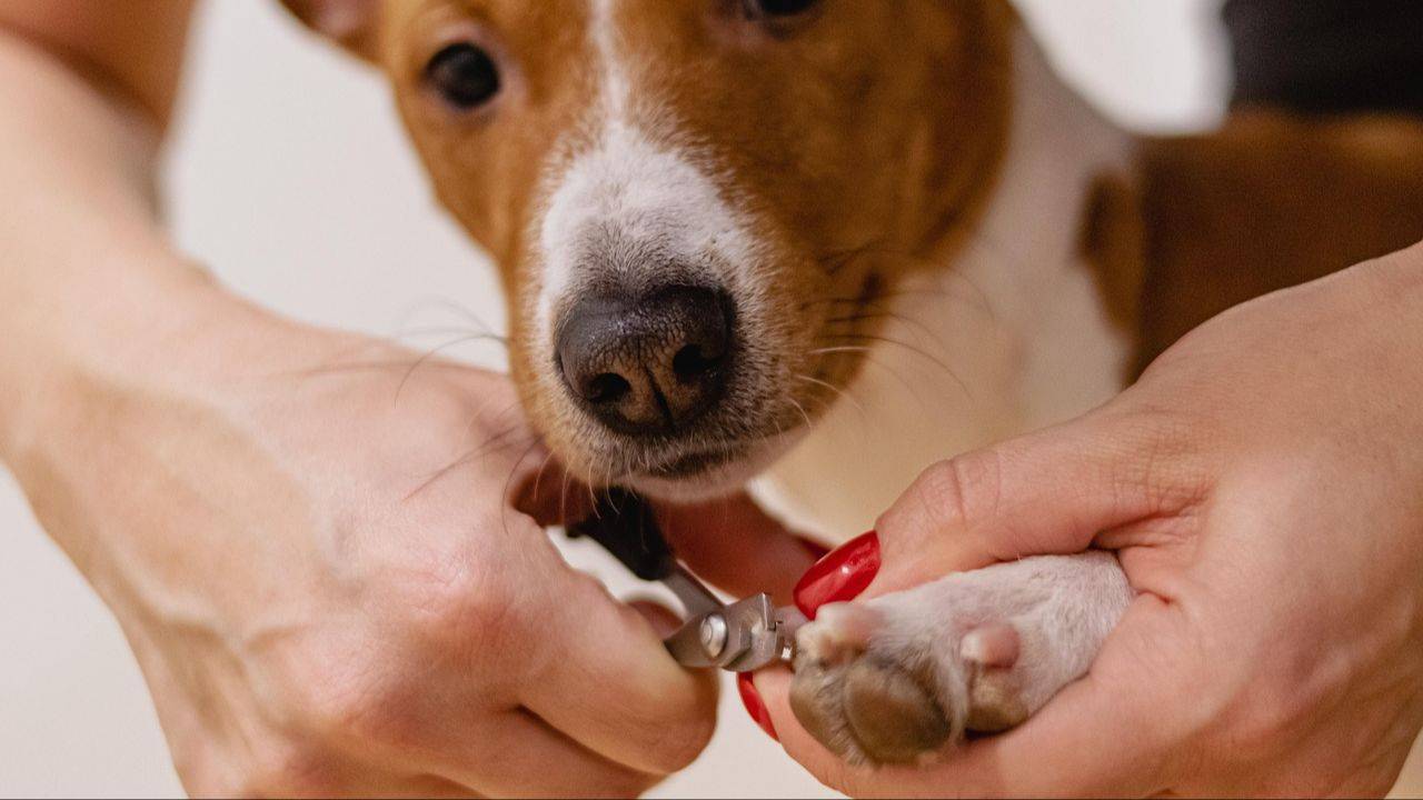 Dog grooming classes near me